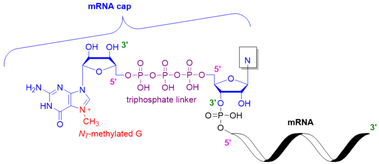 An Introduction To Rna Caps Santiago Lab