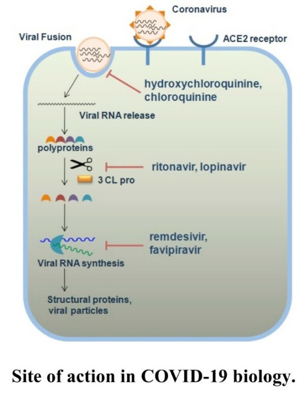 Paxlovid- History And Mechanism Of Action - Santiago Lab