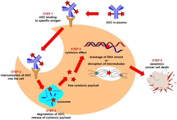 Antibody-drug Conjugates (ADCs)- Introduction